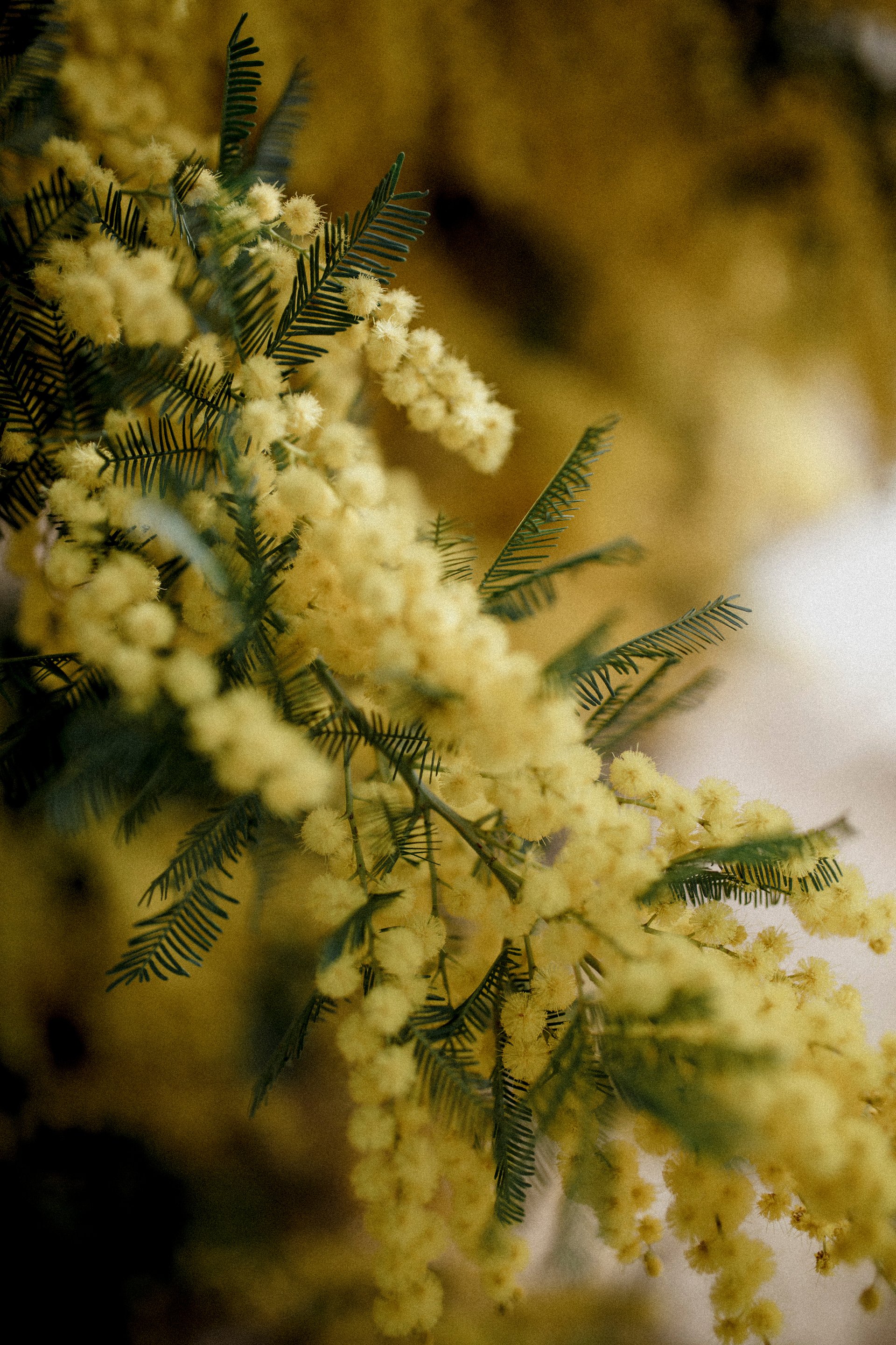 Blossoming Flowers of a Sensitive Plant